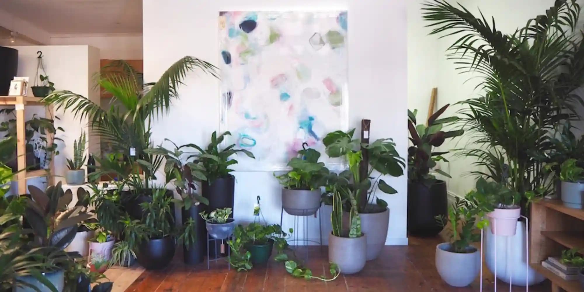 بهترین گیاهان آپارتمانی