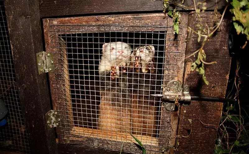 خطرات خز طبیعی برای حیات وحش