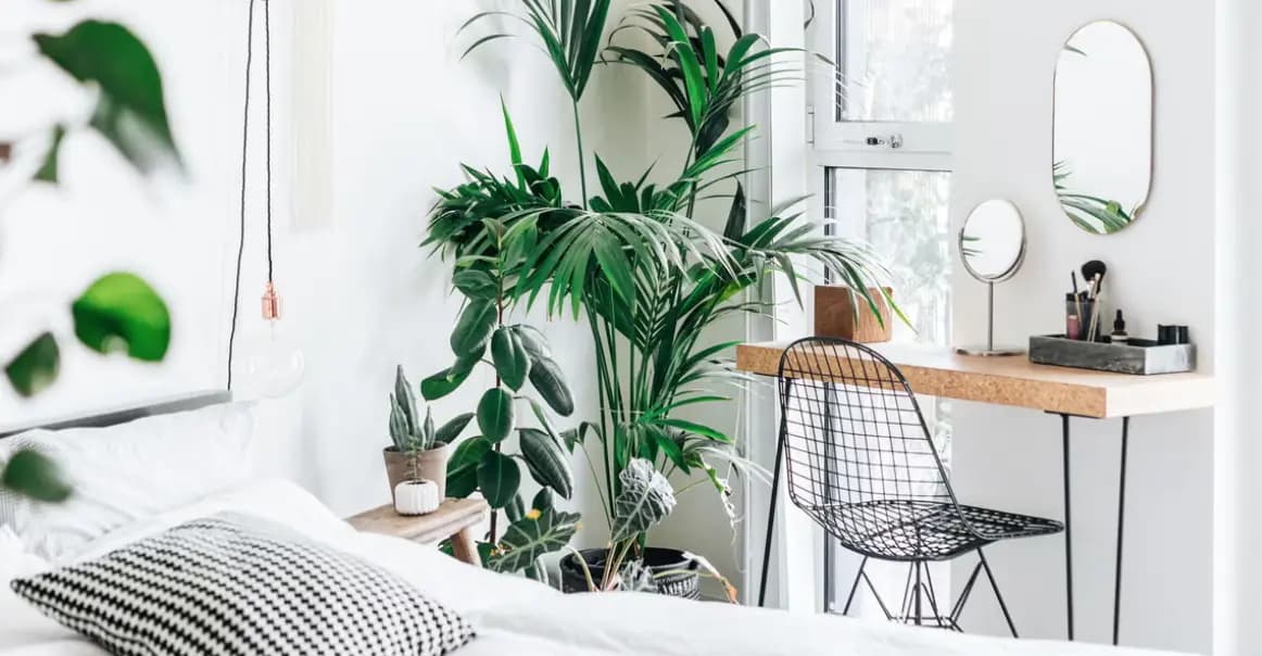 بهترین گیاهان برای اتاق خواب