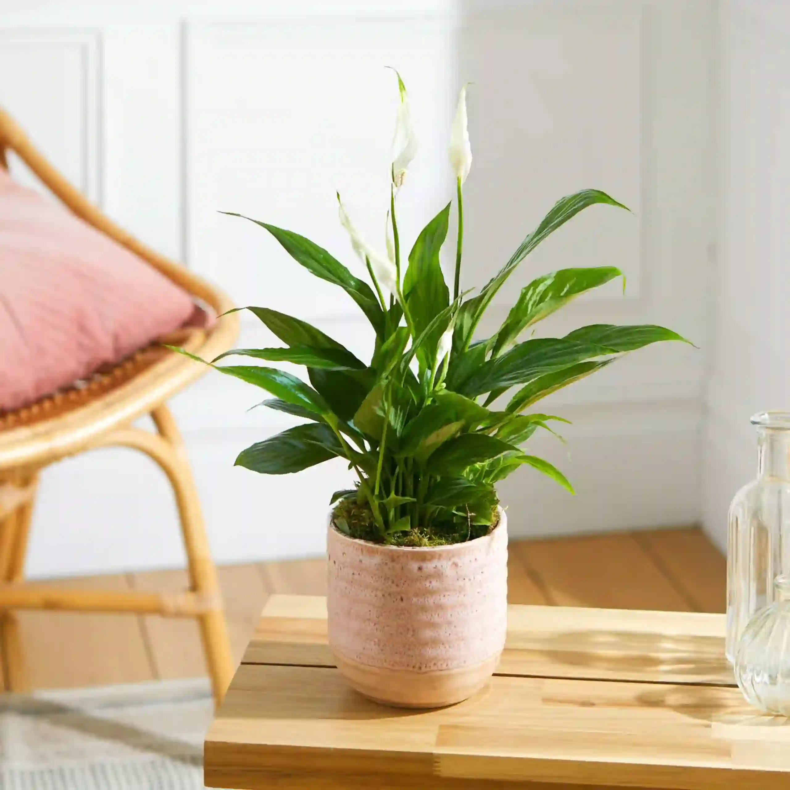 بهترین گیاهان آپارتمانی